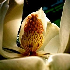 Meet your Posher, Tristan